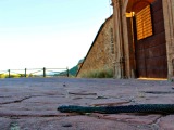 Culebra bastarda: la plusmarquista de las serpientes ibéricas